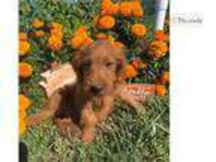 Goldendoodle Puppy for sale in Fort Wayne, IN, USA