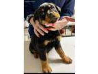 Rottweiler Puppy for sale in Roswell, NM, USA