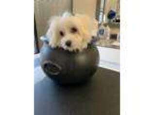 Maltese Puppy for sale in Chisago City, MN, USA