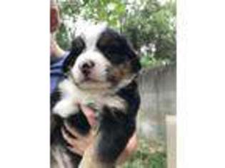 Bernese Mountain Dog Puppy for sale in Middleville, MI, USA