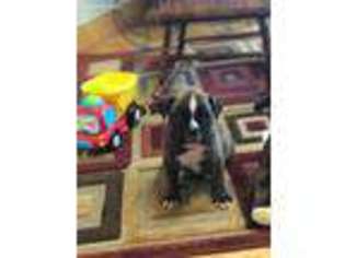 Boxer Puppy for sale in Ider, AL, USA