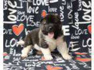 Akita Puppy for sale in Grovespring, MO, USA