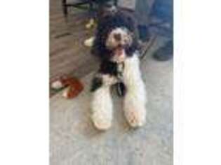 Portuguese Water Dog Puppy for sale in Allen, TX, USA