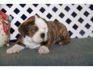 Bulldog Puppy for sale in New Providence, PA, USA