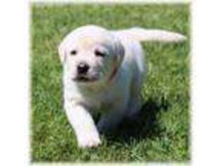 Labrador Retriever Puppy for sale in Sandstone, MN, USA