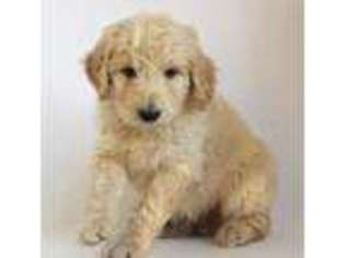 Goldendoodle Puppy for sale in Watertown, TN, USA