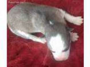 Siberian Husky Puppy for sale in Fruita, CO, USA