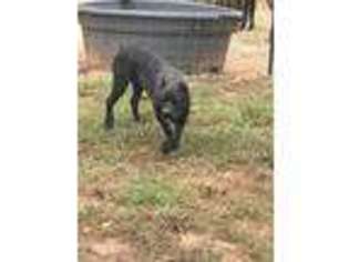 Cane Corso Puppy for sale in Wanette, OK, USA
