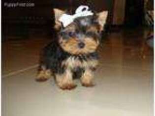 Yorkshire Terrier Puppy for sale in Santa Rosa, CA, USA