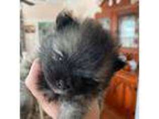 Pomeranian Puppy for sale in Campbellsville, KY, USA