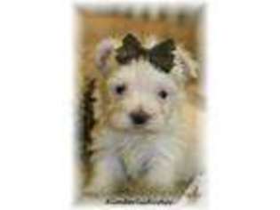 Maltese Puppy for sale in LIPAN, TX, USA