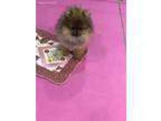 Pomeranian Puppy for sale in Lewisville, TX, USA