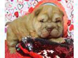 Mutt Puppy for sale in Chillicothe, MO, USA