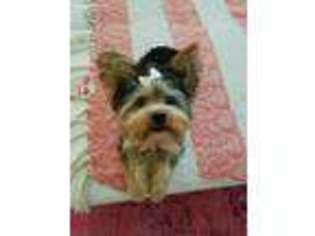 Yorkshire Terrier Puppy for sale in Woodland Hills, CA, USA