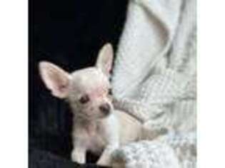 Chihuahua Puppy for sale in Fayetteville, AR, USA