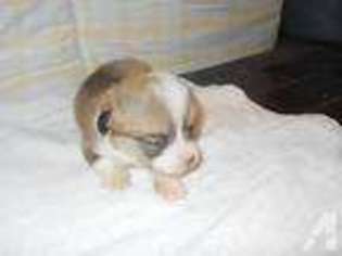 Pembroke Welsh Corgi Puppy for sale in PAW PAW, MI, USA