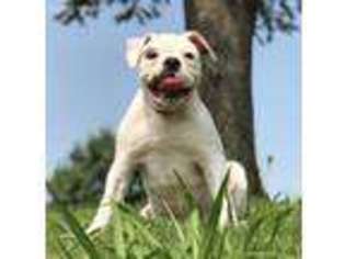 American Bulldog Puppy for sale in Dallas, TX, USA