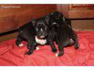 Mutt Puppy for sale in Stoneham, MA, USA