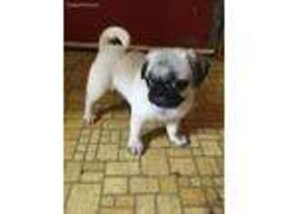 Pug Puppy for sale in Rochester, NY, USA