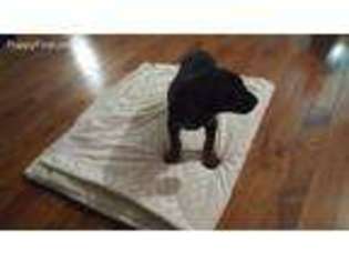 Doberman Pinscher Puppy for sale in Woodburn, IN, USA
