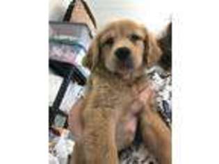 Golden Retriever Puppy for sale in Colton, SD, USA
