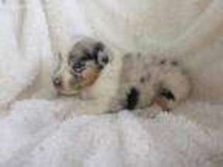 Australian Shepherd Puppy for sale in Pulaski, TN, USA