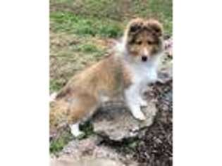 Shetland Sheepdog Puppy for sale in Collierville, TN, USA