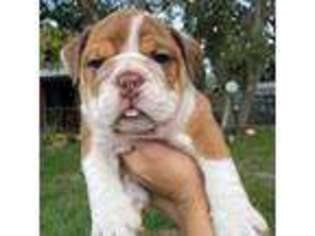 Bulldog Puppy for sale in Saint Cloud, FL, USA