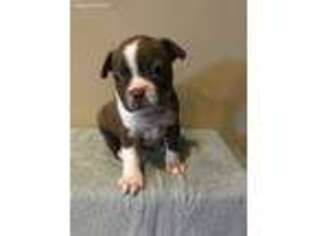 Boston Terrier Puppy for sale in Laquey, MO, USA