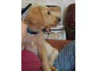 Labradoodle Puppy for sale in Denton, NE, USA