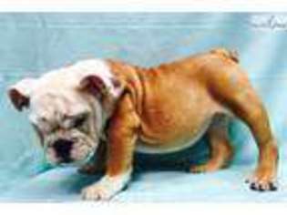 Bulldog Puppy for sale in Arlington, VA, USA