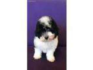 Havanese Puppy for sale in Lexington, KY, USA