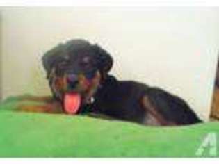 Rottweiler Puppy for sale in DURHAM, NC, USA