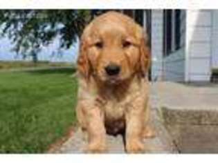 Golden Retriever Puppy for sale in Atlanta, GA, USA