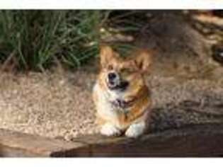 Pembroke Welsh Corgi Puppy for sale in Wickenburg, AZ, USA