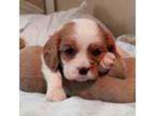 Cavalier King Charles Spaniel Puppy for sale in Columbus, GA, USA