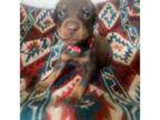 Doberman Pinscher Puppy for sale in Binger, OK, USA