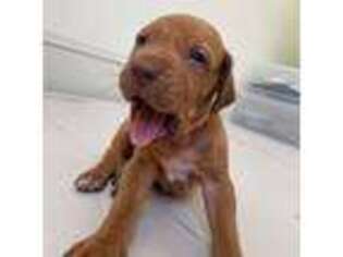 Rhodesian Ridgeback Puppy for sale in Kingston, NY, USA