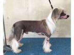 Chinese Crested Puppy for sale in Dallas, TX, USA