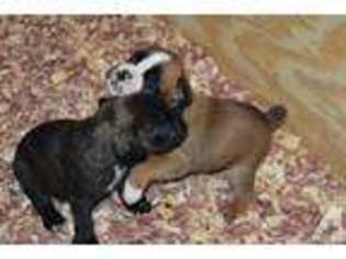 Boxer Puppy for sale in SPOKANE, WA, USA