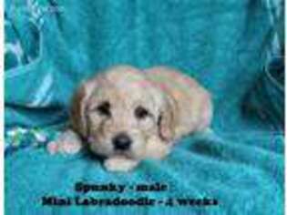 Labradoodle Puppy for sale in Clarkrange, TN, USA