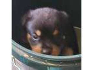 Rottweiler Puppy for sale in Grasston, MN, USA
