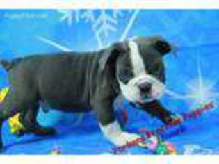 Olde English Bulldogge Puppy for sale in Hickory, NC, USA