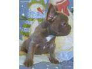 French Bulldog Puppy for sale in Cass City, MI, USA