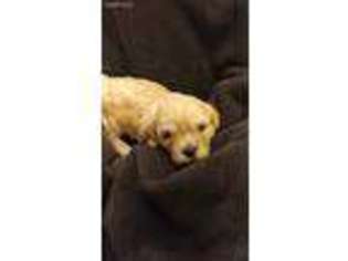 Cavachon Puppy for sale in Ogden, UT, USA