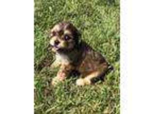 Cavachon Puppy for sale in Clara City, MN, USA