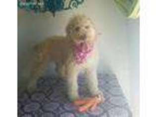 Labradoodle Puppy for sale in Gainesville, MO, USA