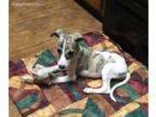 Whippet Puppy for sale in Longview, TX, USA