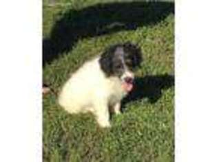 Border Collie Puppy for sale in Wickliffe, KY, USA