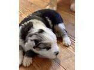 Miniature Australian Shepherd Puppy for sale in Harmony, NC, USA